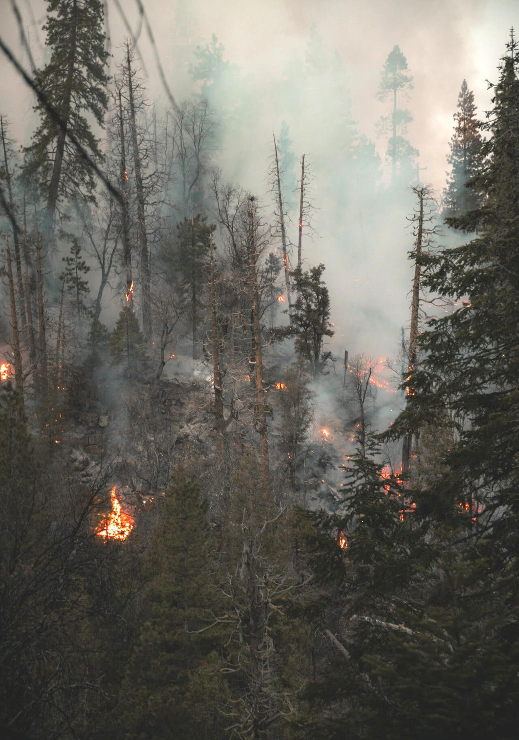 Raging forest fire near Yosemite National Park, engulfing trees and casting an ominous smoke-filled sky.
